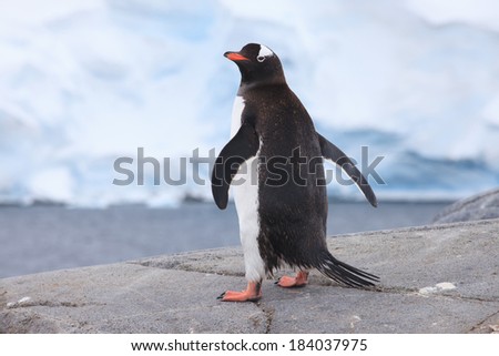 Cute Gentoo penguin in Antarctica