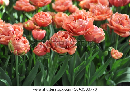 Copper-orange multi-flowered Double Late tulips (Tulipa) Copper Image bloom in a garden in April 2017