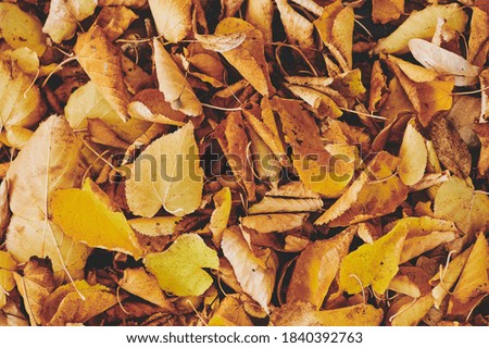 yellow autumn foliage as a picture background