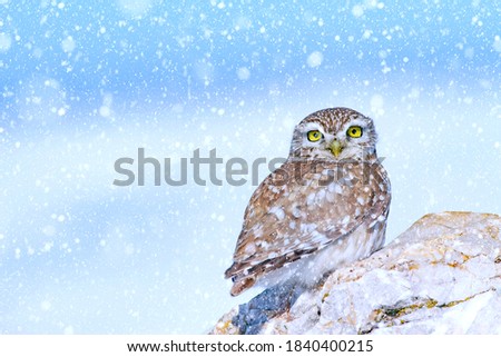 Winter season and birds. Falling snow. Nature background. Little owl.