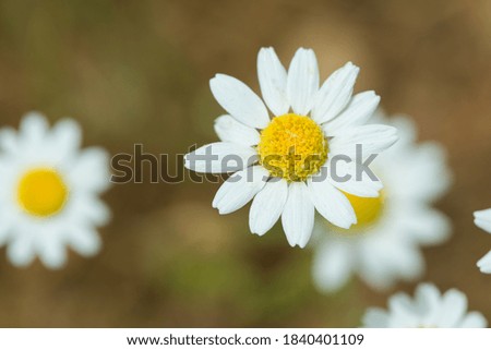 natural flower combination with grass