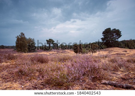Violet heather bushes on yellow sand with trees in the background, clouded stormy landscape scene at sunset in a nature reserve in germany
