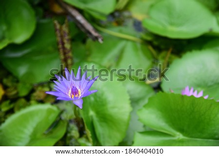 Purple lotus flowers blooming among lotus leaves in the pond
