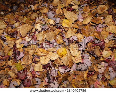 Natural fall leaves and trees on a beautiful day 