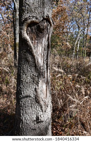 A tree that has formed a heart in its bark. Picture taken at the Pea Ridge National Battlefield in Garfield, Arkansas.