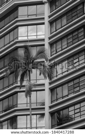 High Rise Window Reflections With a Coconut Palm Tree.  Black and white  profile photograph for use as background or template.