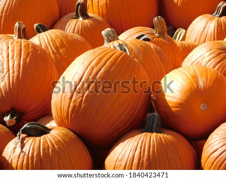 Pumpkins at a pumpkin patch with natural sunlight