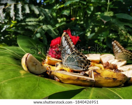 A butterfly eating partake of sweet liquids from fruits.