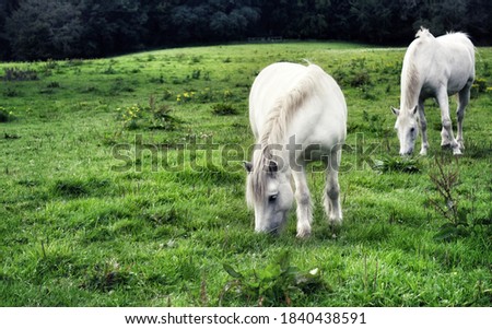 A couple of white horses feasting, forest and farmland