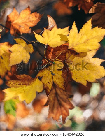 Bright colorful orange and golden autumn maple leaves on black background screensaver background pattern.