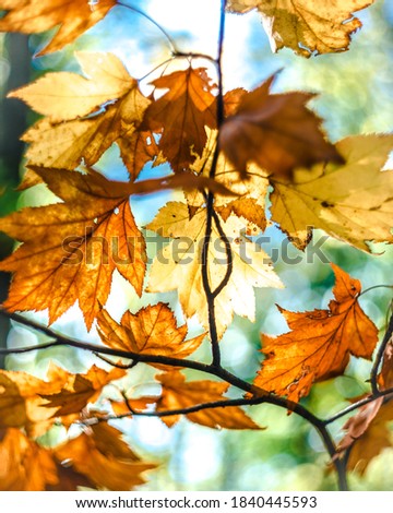 Bright red orange and gold autumn maple leaves on a bright autumn day on a blue sky background screensaver background pattern.