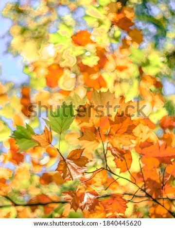 Bright red orange and gold autumn maple leaves on a bright autumn day on a blue sky background screensaver background pattern.