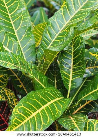 Puring Lemon or Codiaeum variegatum or known as crotons plants, species of plant in the genus Codiaeum, which is a member of the family Euphorbiaceae. 