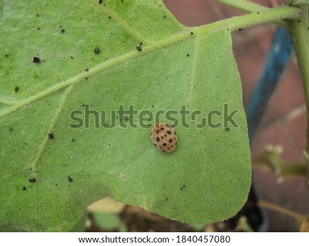 picture of bugs in garden plants 