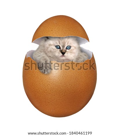 A kitten is inside a brown egg. White background. Isolated.