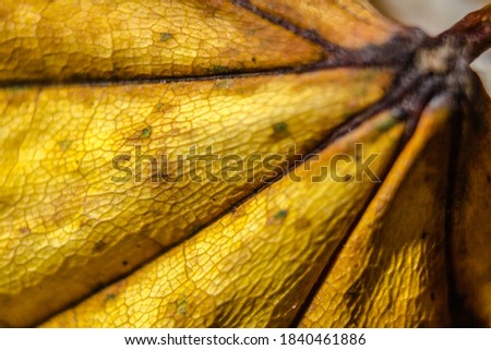 Macro shot of an autumn colored leaf
