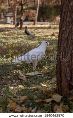 Colorful group of doves eating corn and talking with each other. White, black and grey doves at the park. Wonderful white dove on the ground level. Two beautiful doves are talking on the tree. 