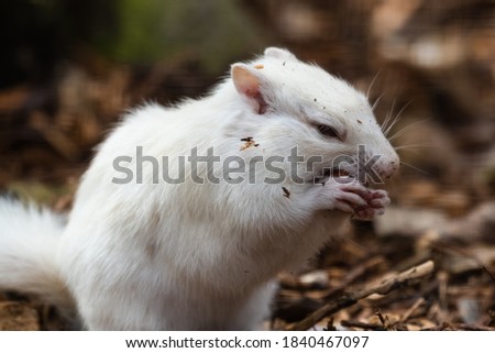 Albino Chipmunk Feeding on the Ground