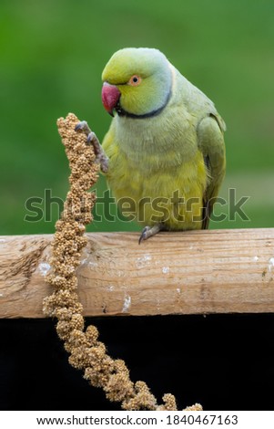Alexandrine Parakeet Holding Millet in its Claw and Feeding
