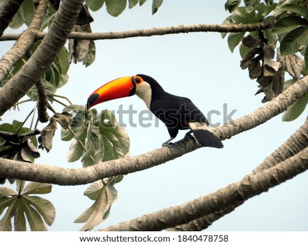 Black toucan bird sitting on tree in Pantanal