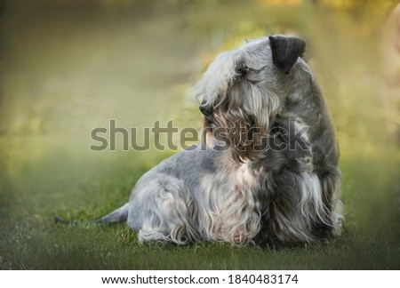 Portrait of a Czech Terrier in profile in summer Royalty-Free Stock Photo #1840483174