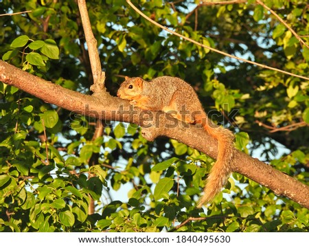 Lazy Squirrel in Morning Sunrise Sunlight Laying on Tree Branch with Orange Sunshine at Dusk Surrounded by Green Tree Leaves