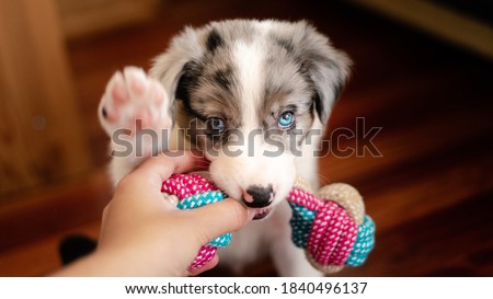 Border collie puppy with blue eyes. Front view. Hand holding dog toy. Border collie puppy playing. Biting toy for tooth pain. First teeth. Royalty-Free Stock Photo #1840496137