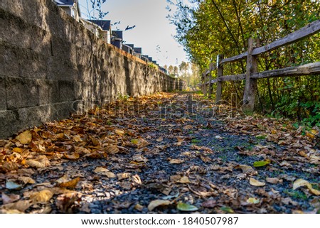 Autumn Leaves along wooded path in Lowell Park, Everett WA