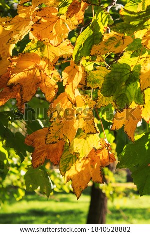 Autumn yellow, green maple leaves on a tree in garden or forest. Concept of autumn nature and trees