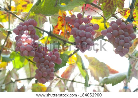 An image of Koshu grapes Royalty-Free Stock Photo #184052900