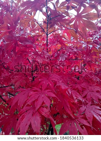 bright red autumn leaves of maple tree