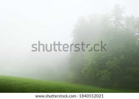 Green forest with white fog. Minimal image with whitespace. 