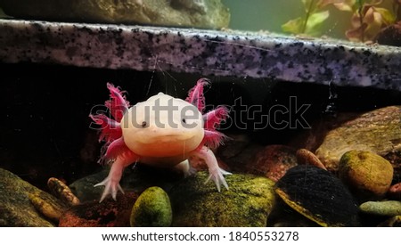 Adorable axolotl is exotic aquarium pet