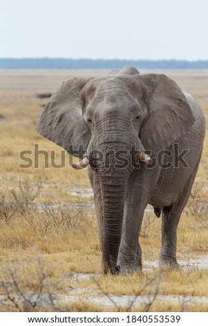 Majestic African Elephant drinking in waterhole in Etosha National Park, with group of giraffes in background, Namibia africa safari wildlife