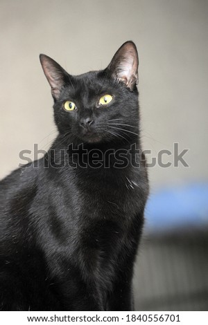 cute black cat with yellow eyes