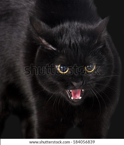 angry black cat portrait