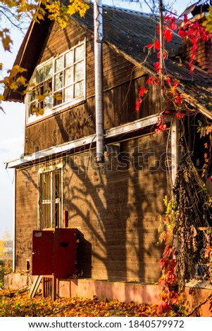 Old wooden house covered with bright vine leaves. Cozy rustic vertical view