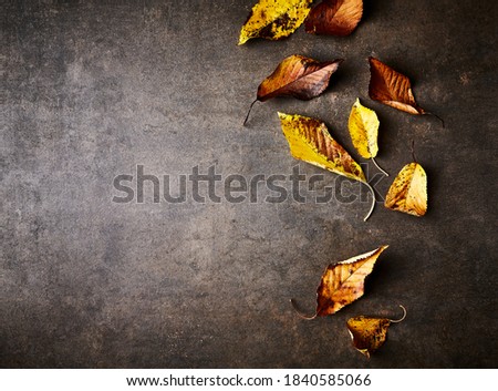 Colorful autumn leaves on  rustic stone background. Flat lay