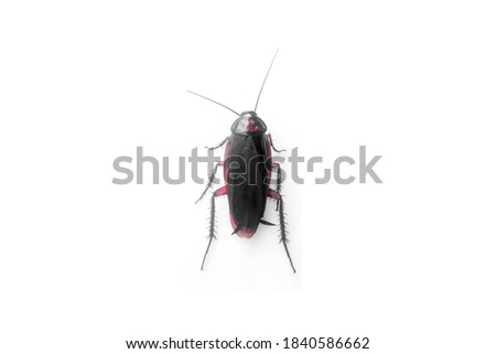 Isolated the back view of cockroach on white background.