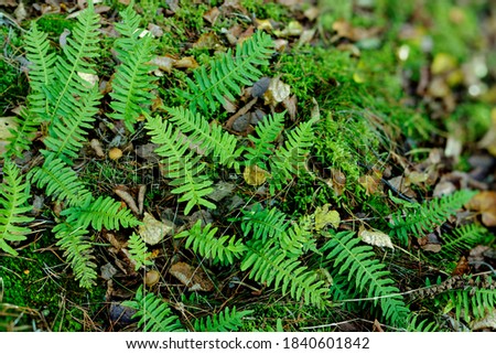 Common polypody (Polypodium vulgare) growing in natural site. Green forest floor composition with blurred copy space.