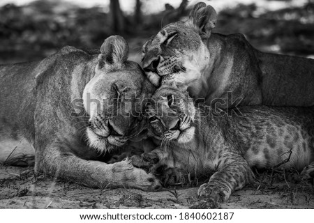Wild Lion family Okavongo Delta Botswana Royalty-Free Stock Photo #1840602187