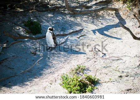 penguin nature on the beach close up