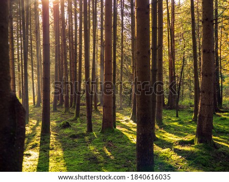 Sunrise in a Bavaria forest in autumn