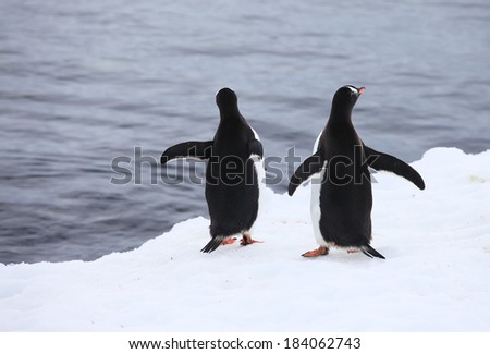 Happy penguins walking on snow in Antarctica 