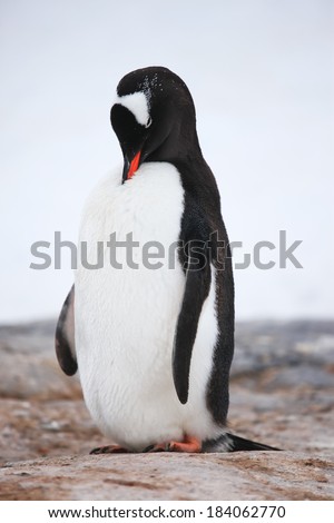 Cute Gentoo penguin in Antarctica 