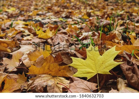 The texture of the fallen leaves. Dry autumn leaves and one fresh yellow leaf. Maple leaves close-up. Autumn mood
