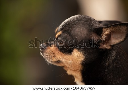 Pet dog Chihuahua walks on the street. Chihuahua dog for a walk. Chihuahua black, brown and white. Cute puppy early in the morning on a walk. Dog in the autumn walks in the garden or in the park