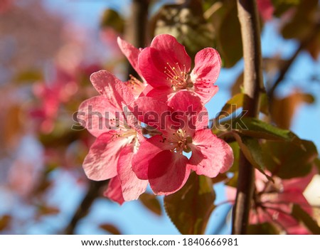 Closeup shot of blooming apple tree flowers. Apple-tree branch in bloom. Natural Spring flower floral backgound