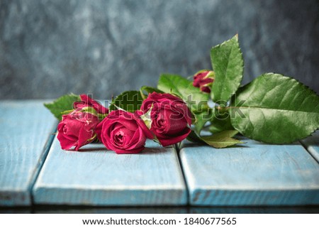 Rose flower indoor studio shot
