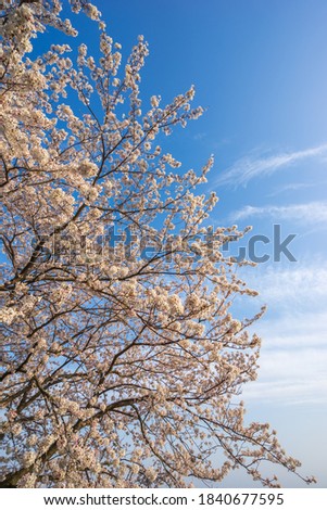 Japanese sakura blossom, spring season image